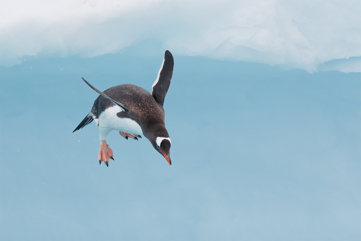 Pinguin Radio weer in de lucht