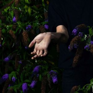 Nordmann – In Velvet