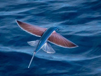 Flyingfish – Highschool