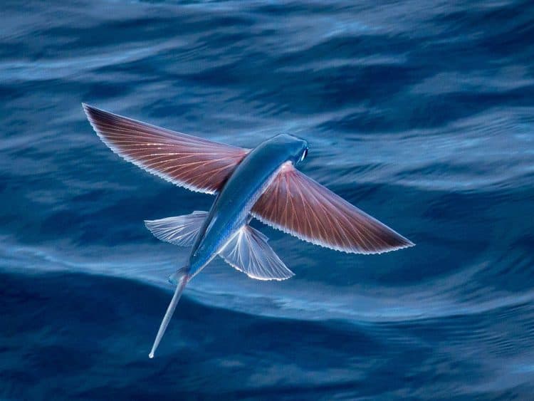 Flyingfish – Highschool