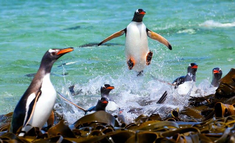 5 jaar Pinguin Radio: jij kiest de muziek!