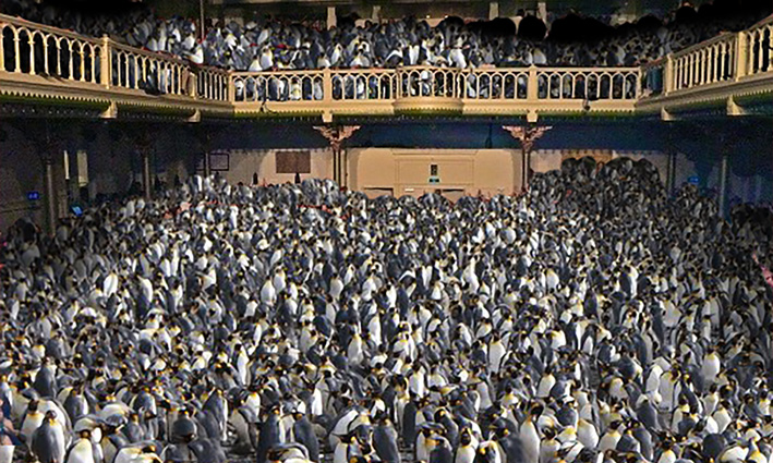 Blokkenschema Pinguins in Paradiso 2016